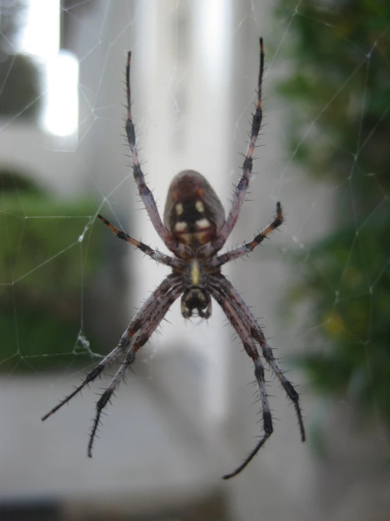 a close up of a spider with one end open