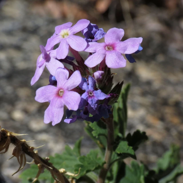 a small cluster of purple flowers grows in the field