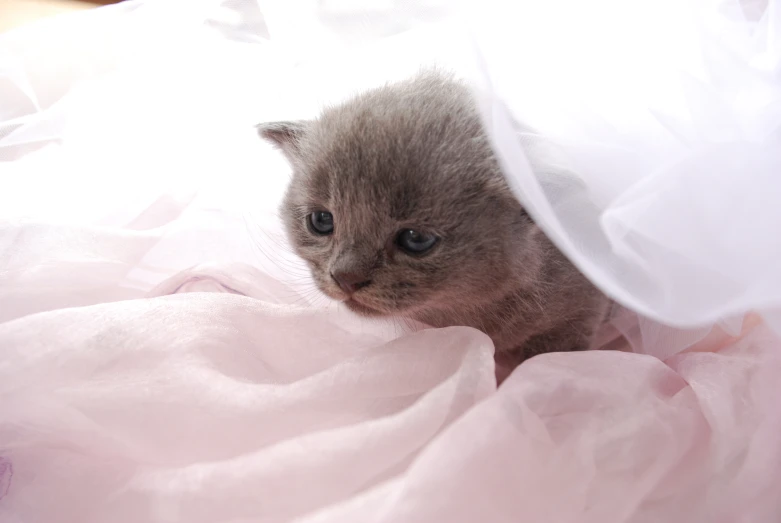 a small kitten sitting in the center of a bed sheet