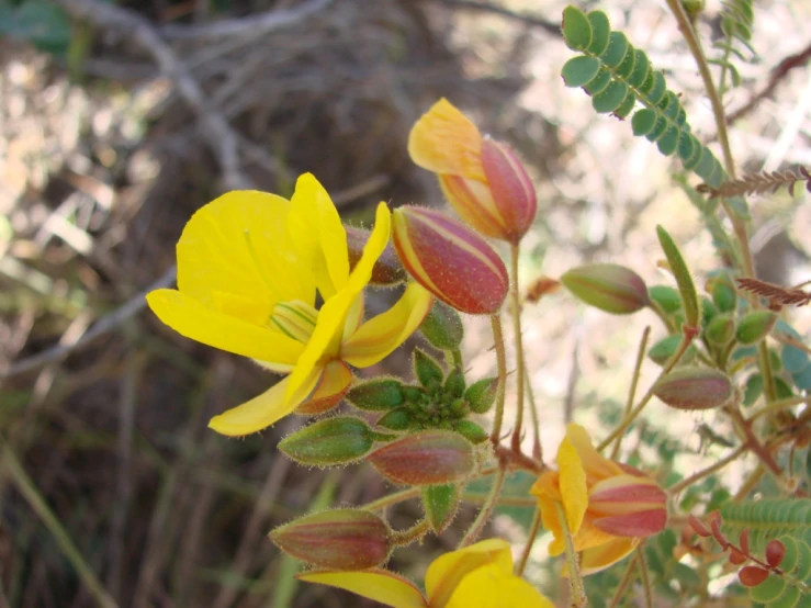 close up of flowers with other plants in the background