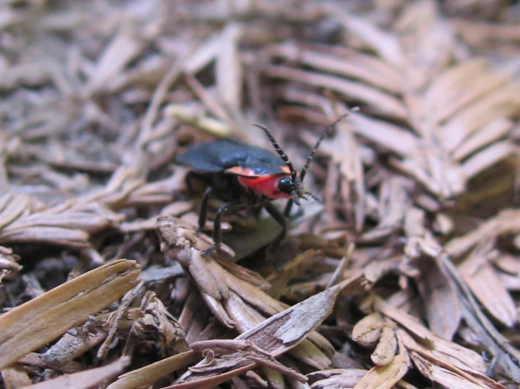 a red, black, and brown insect on top of a leaf