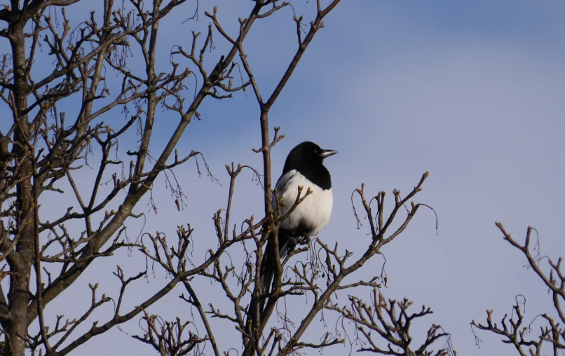 a white and black bird sitting on top of a tree