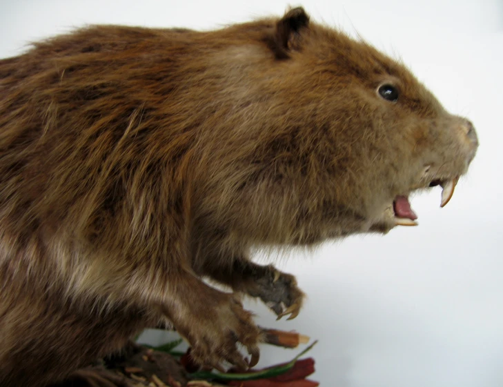 a stuffed capybara is holding it's mouth open