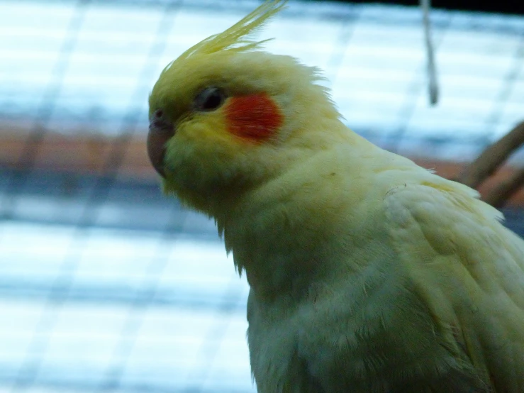 yellow cockatoo with red spot on it's forehead