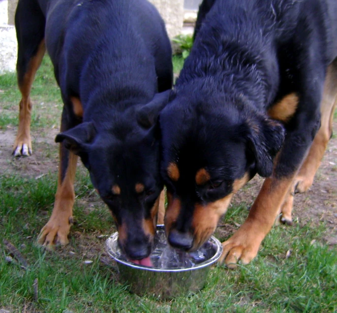 two black and tan dogs in front of a bowl