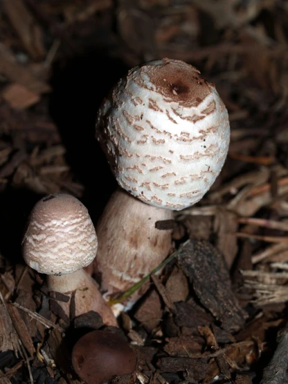 a couple of mushrooms sitting on the ground