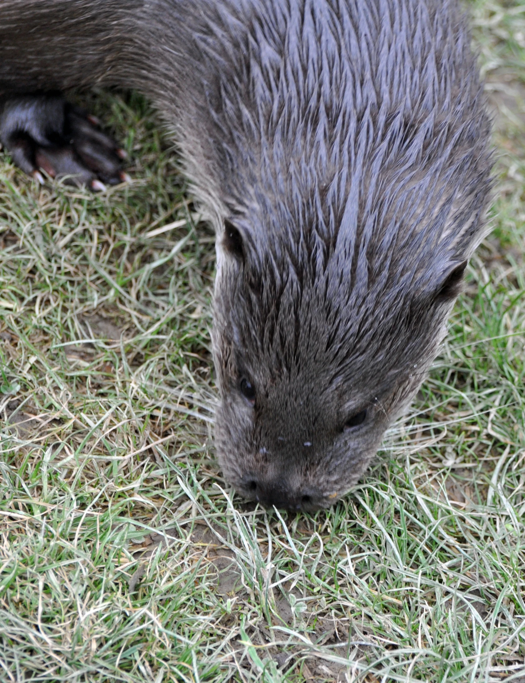 an image of a beaver eating grass in the sun