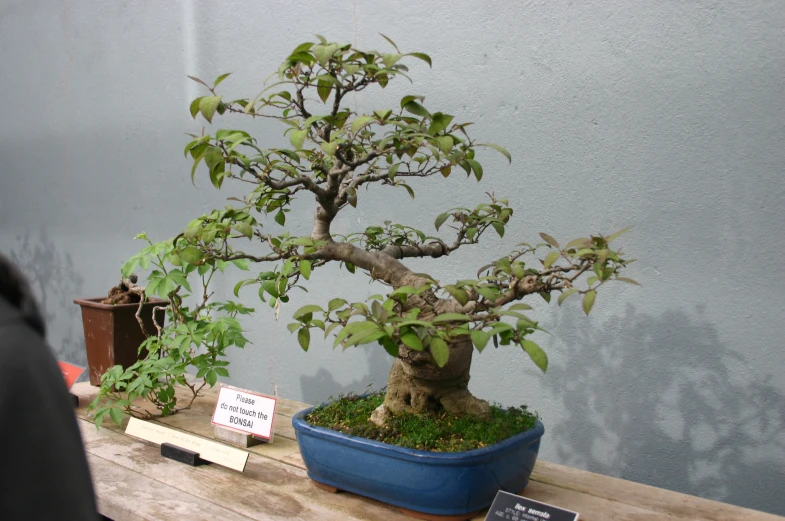 the bonsai tree is on display at a shop