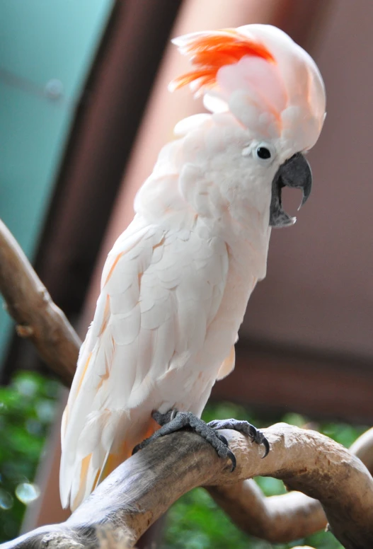 a white parrot with orange beak and long legs perched on tree limb