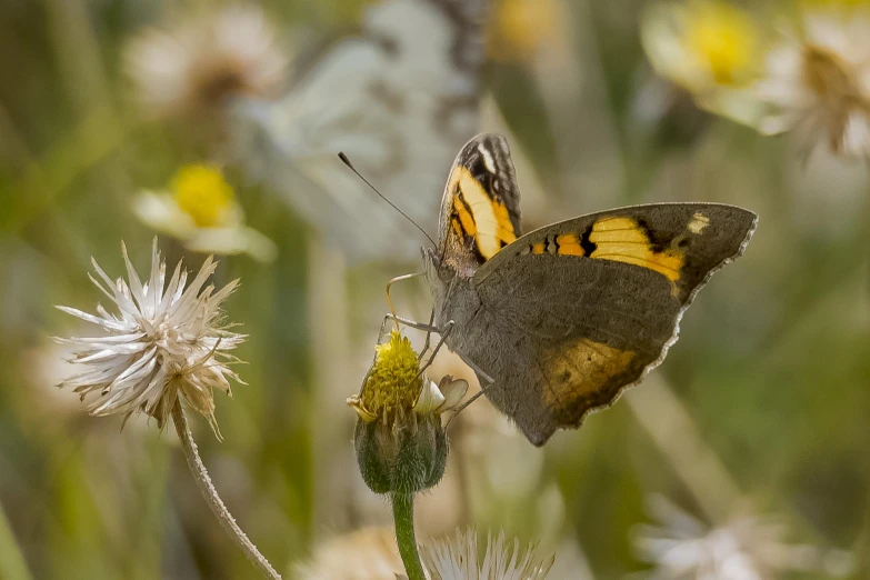 a yellow and brown erfly is flying through the air