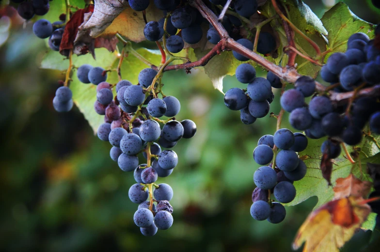 a bunch of berries hangs from a nch