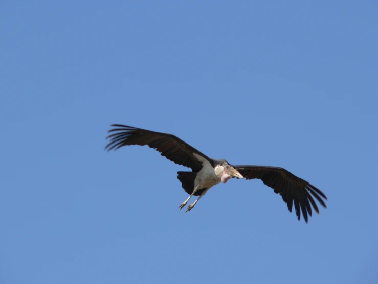 a large bird flying in the blue sky