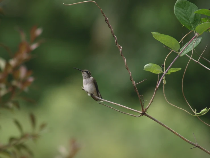 a small bird perched on a tree nch