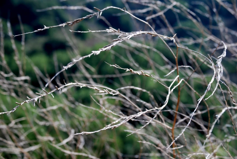 some brown thin twigs with some green grass in the background