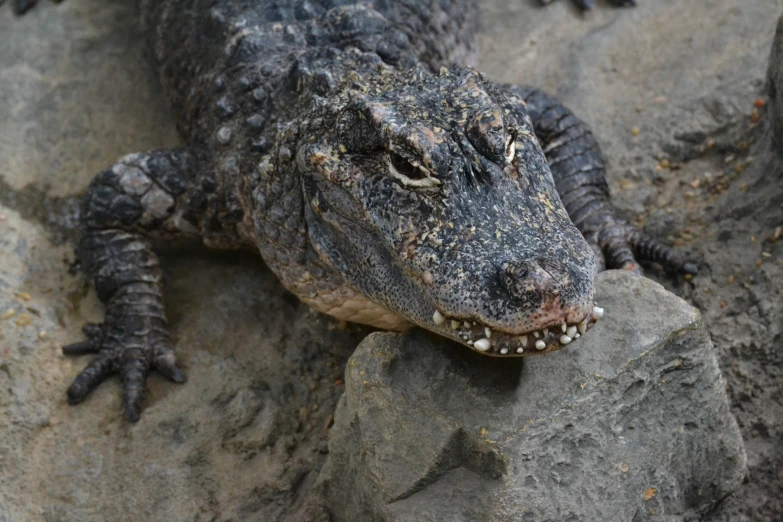 a large alligator is laying on a rock