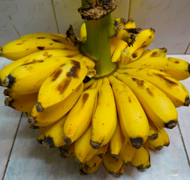 a closeup of a plantain stalk with only 4 bananas still attached