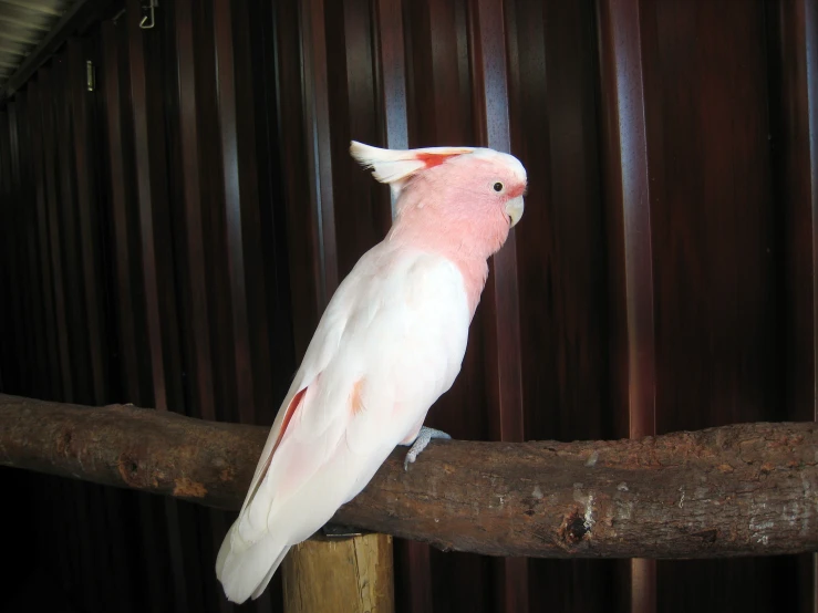 a pink and white bird is sitting on the nch