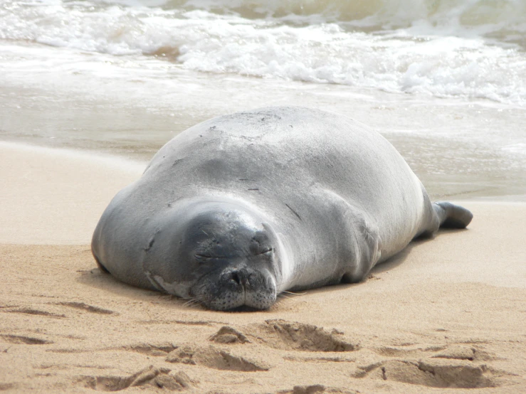 the grey seal is lying on the beach