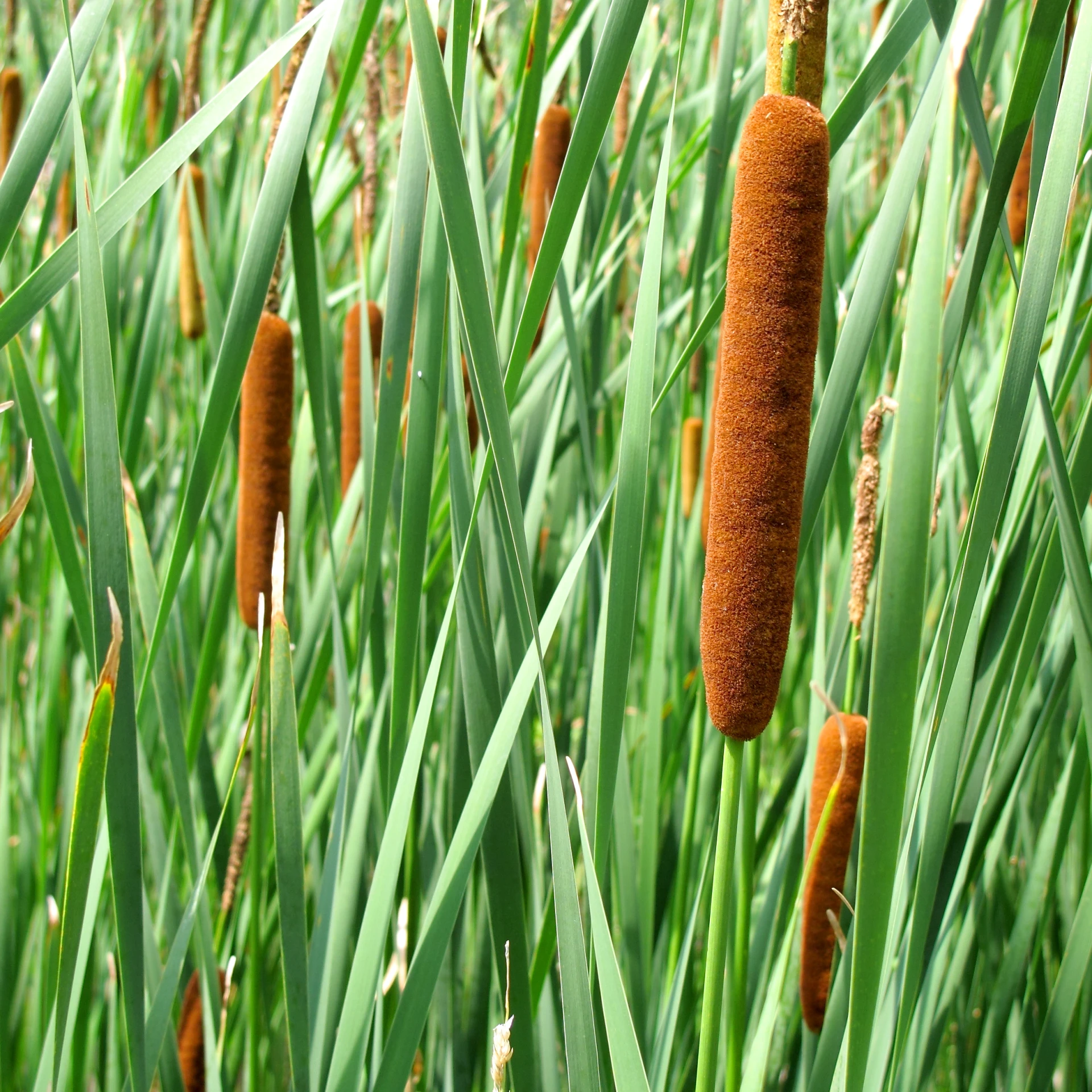 a small red flower in the middle of green grass