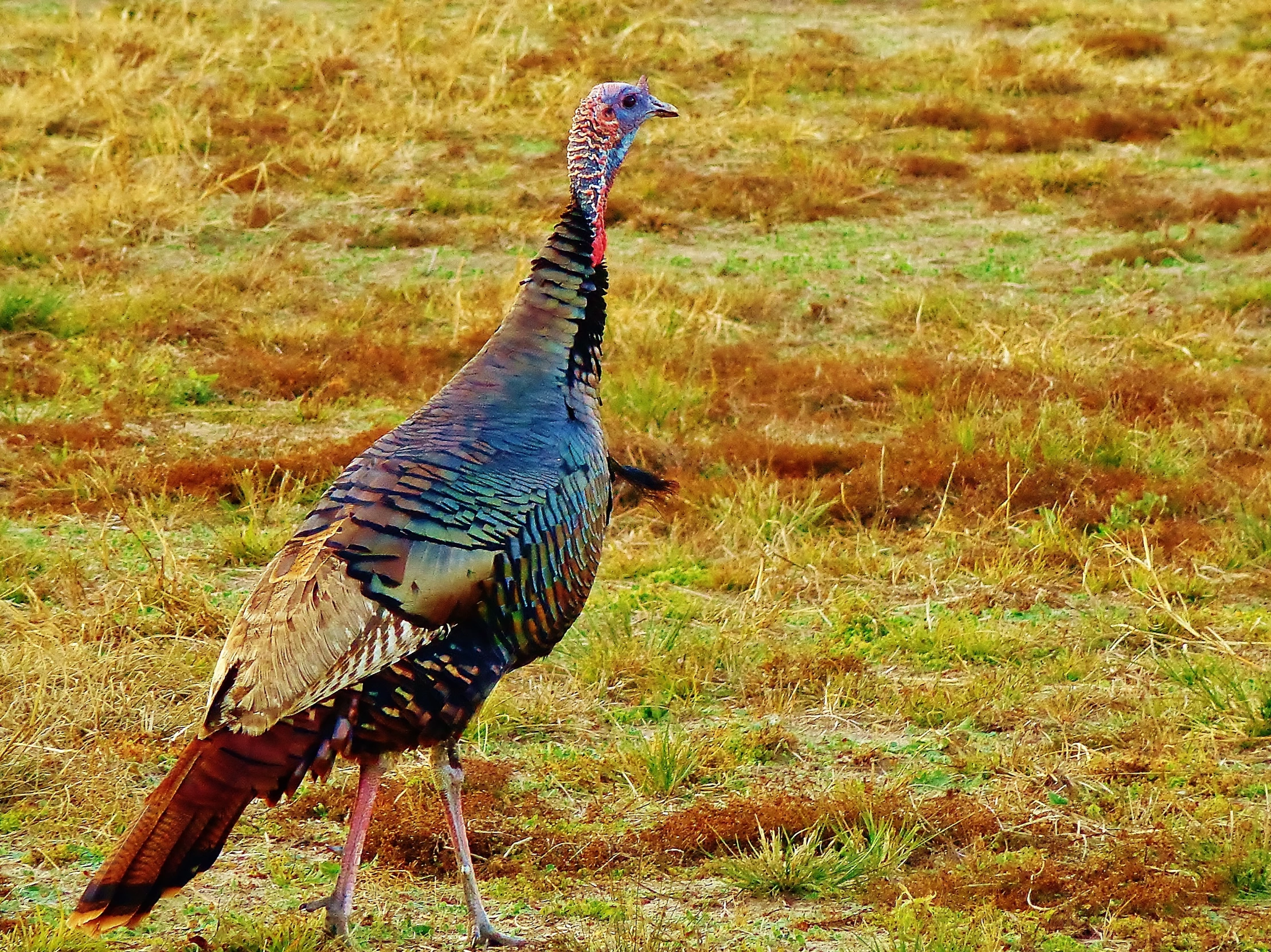 a large bird with an odd red and blue head