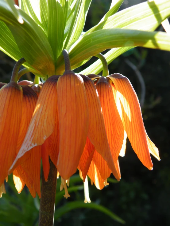 an orange flower with lots of green leaves