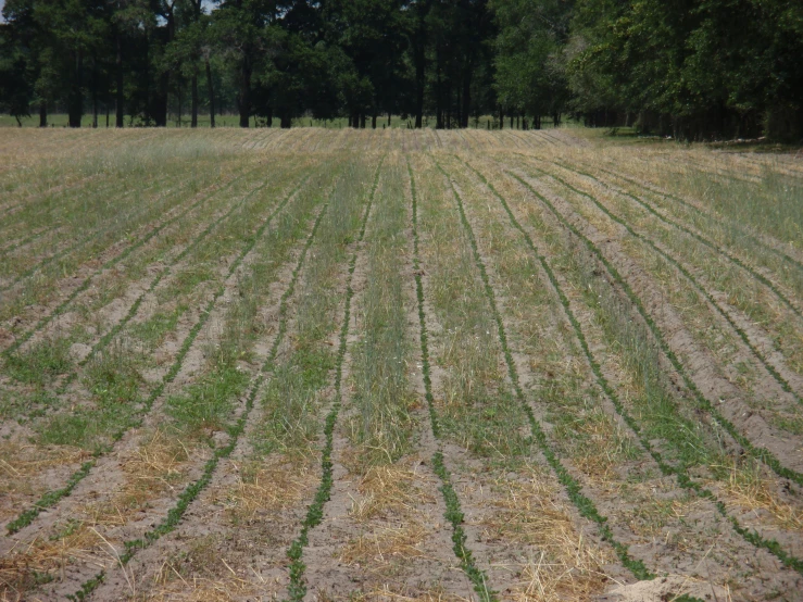 a picture of a field covered in patches of grass