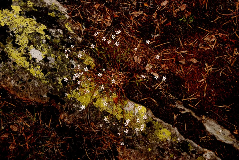 the moss covered ground is covered in yellow and white flowers