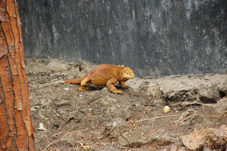 a large lizard laying on the ground next to a wall