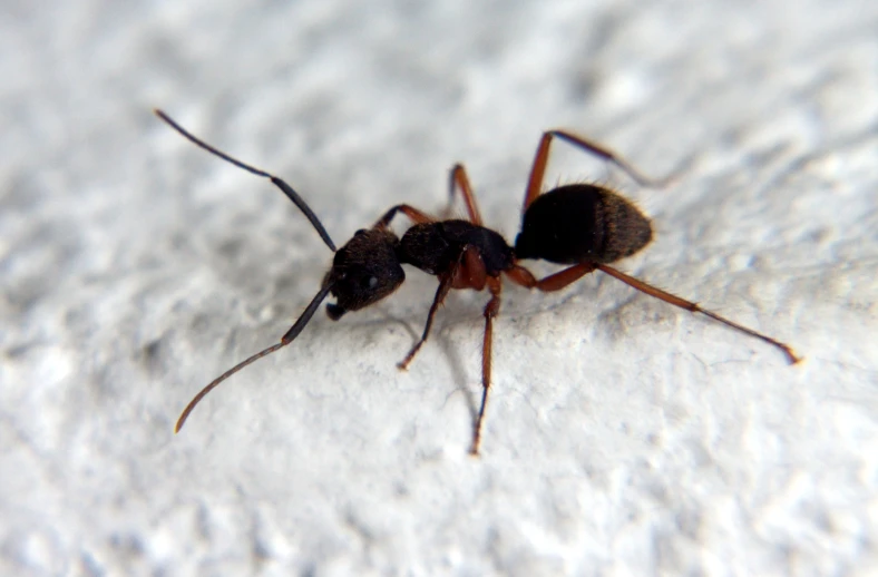 an ant bug standing on a snow covered surface