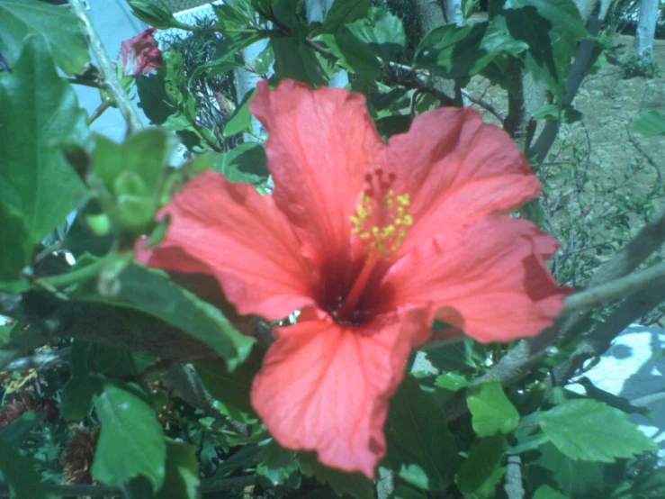 red flower that has been blooming on the plant