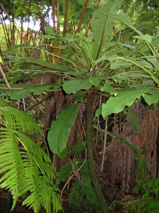 a bunch of green trees in the middle of a forest