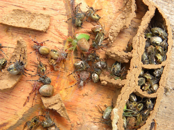 a bunch of insects are on a tree