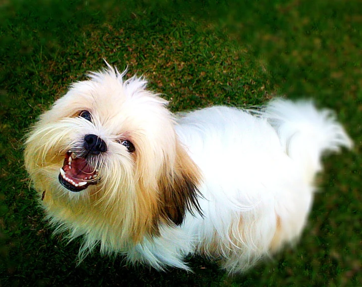 a small dog is standing on a green lawn