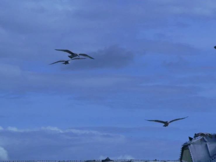 birds flying in front of an industrial area