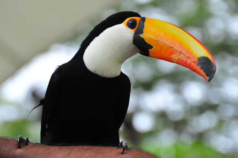 a large bird with a bright yellow and black beak