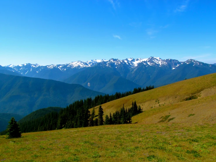 a grassy field with trees and some mountains