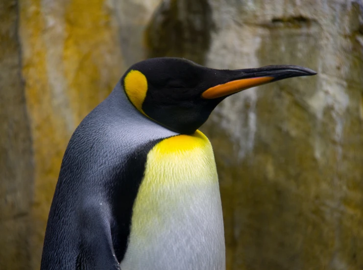 an up close s of the head and eyes of a penguin