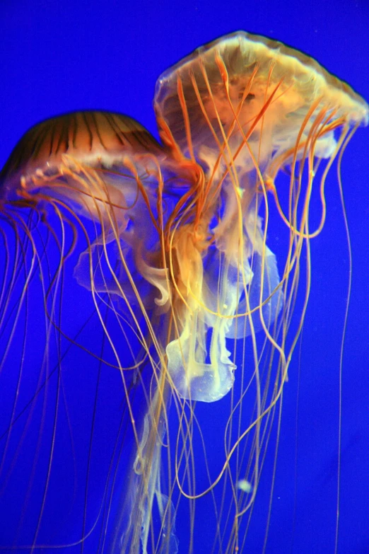 jelly fish's large tentacles are yellow and red