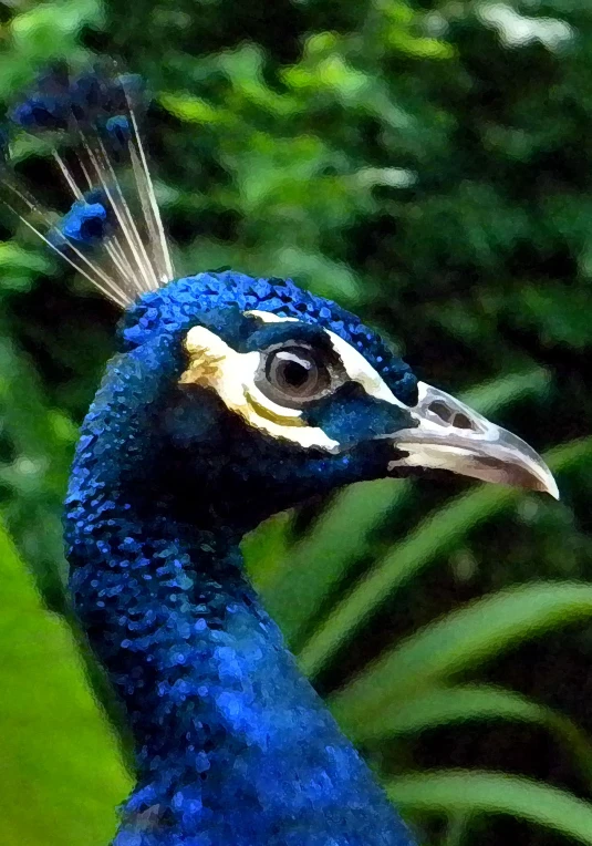 a blue bird with white head and feathers