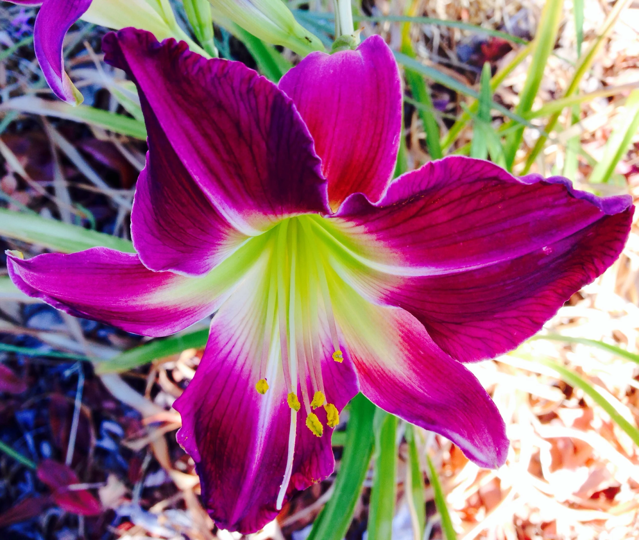 a flower is pink and white with green centers