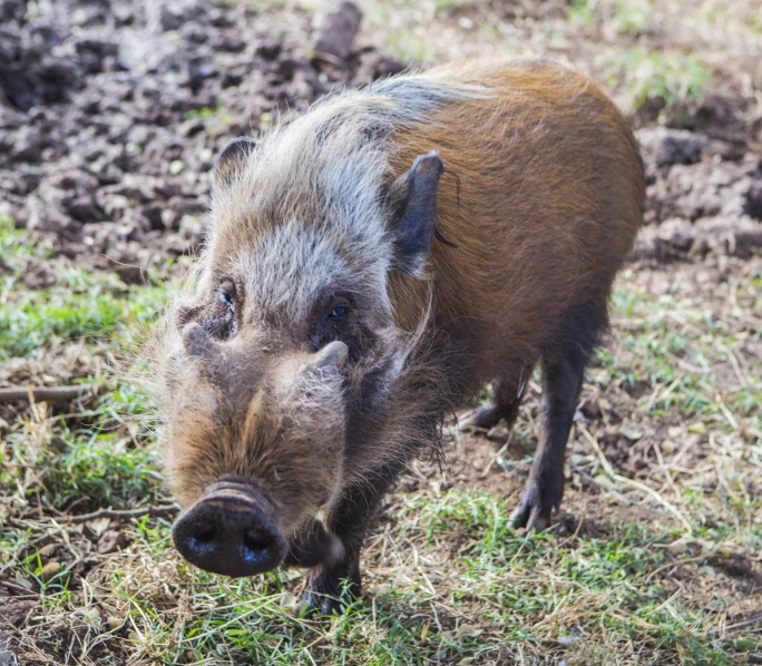 an old boar walking through the grass in a field