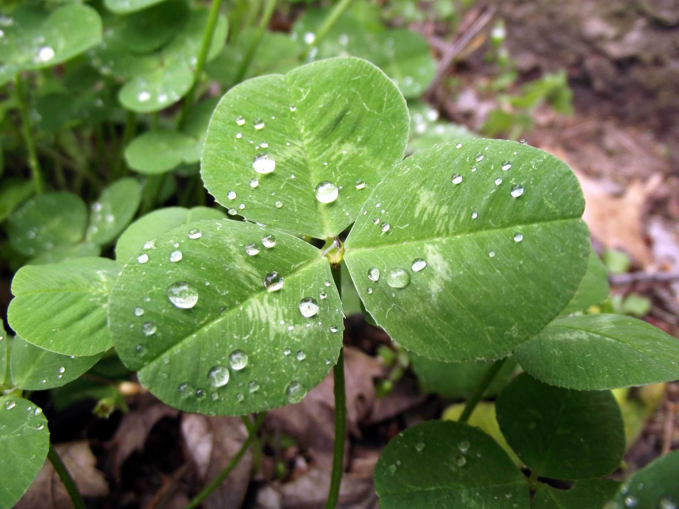 water droplets are scattered on leaves and plants