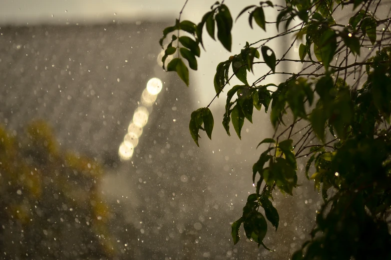 the leaves are being covered by the rain