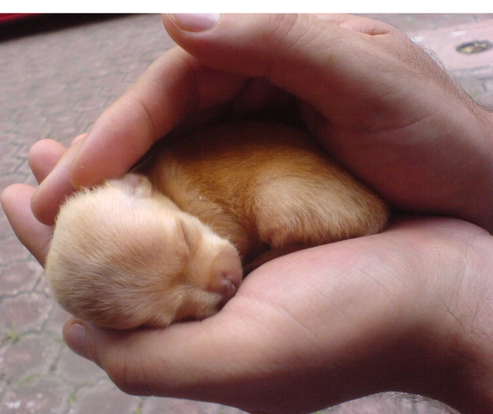there is a person holding a tiny brown animal in their hands