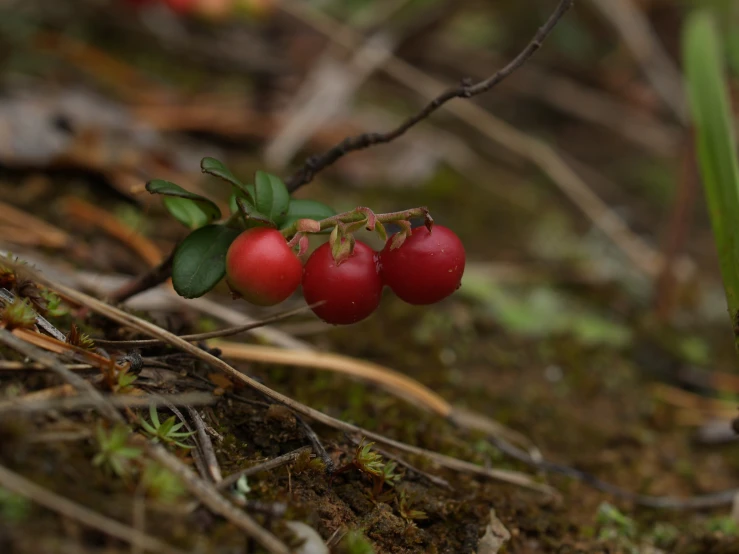 three cherries on the nches of a plant growing on the ground
