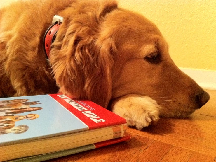 a dog is sitting on the floor next to a book