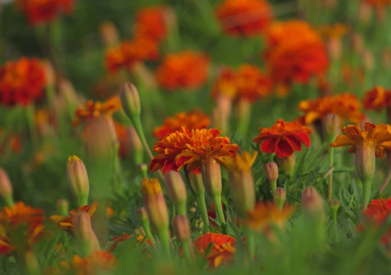 a group of red and yellow flowers in the grass