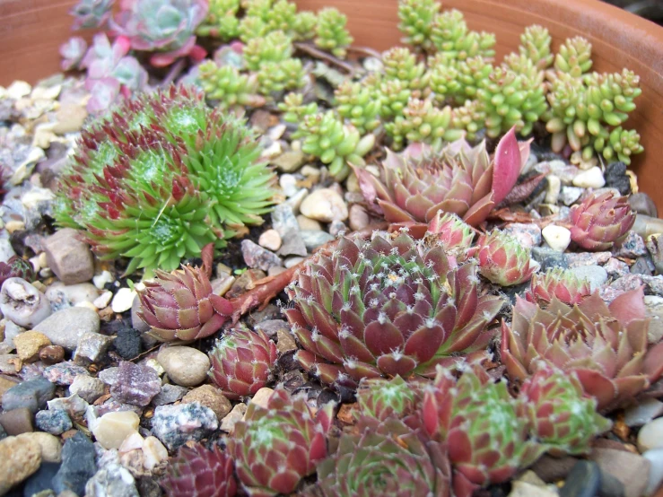 a plant that is inside a bowl on some rocks