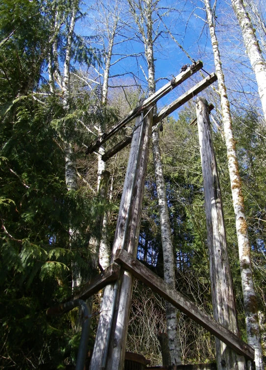 trees with thin nches on the top and bottom