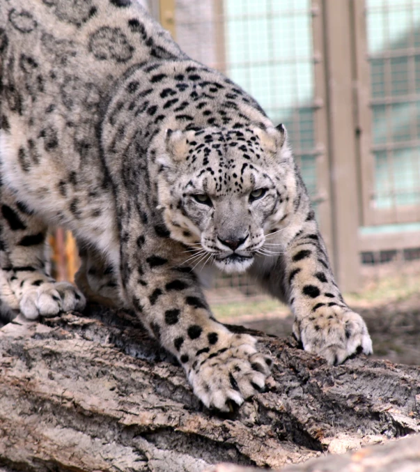 an image of a snow leopard that is walking